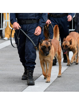 Etrille pour chien de défense