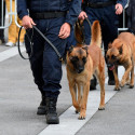 Etrille pour chien de défense